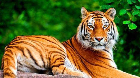 Most Beautiful 4k Tiger Print Wallpapers For Desktop, - Tiger Wallpaper Hd 1080p (#1933404) - HD ...