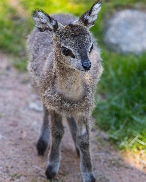 🔥 The Klipspringer is a tiny antelope in South Africa that only reaches two feet in height 🔥 : r ...