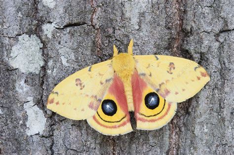 Male Io Moth Displaying Eyespots - Stock Image - C013/8667 - Science ...