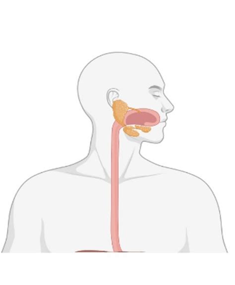 Esophagus Esophageal Cancer Human Anatomy Esophageal Dysphagia - Clip Art Library