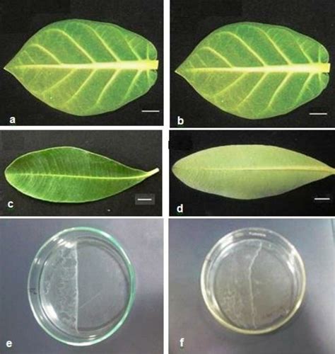 (a) Adaxial surface of leaf of Calotropis procera, (b) Abaxial surface ...