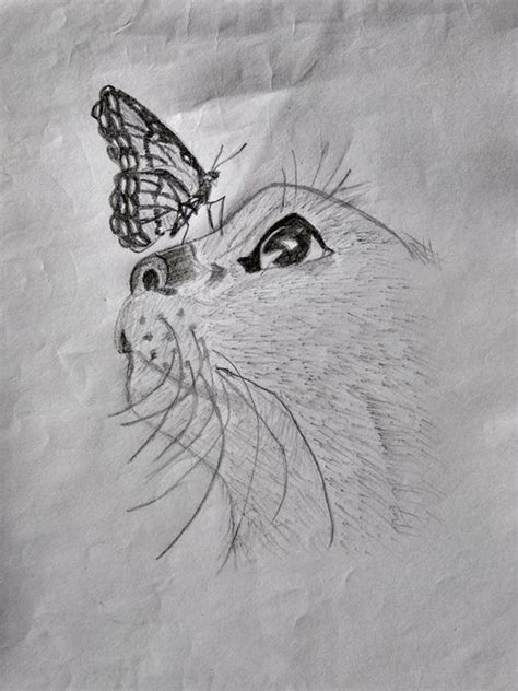 Butterfly Pencil Drawing