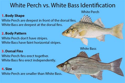 White Perch vs. White Bass: A Simple Guide