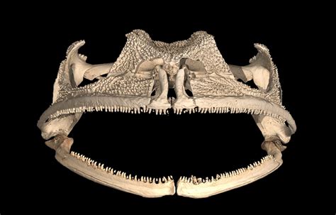 Underbite regained: Species feared extinct is the only frog with true teeth on its lower jaw ...