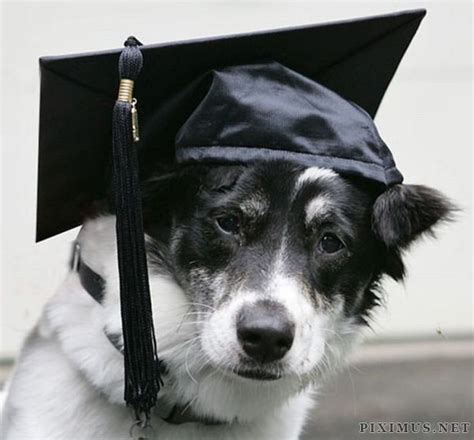 Animals wearing hats | Animals