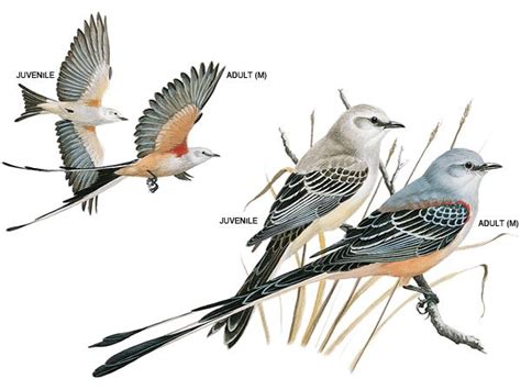 Scissor-Tailed Flycatcher | National Geographic | Bird illustration, Vintage bird illustration ...