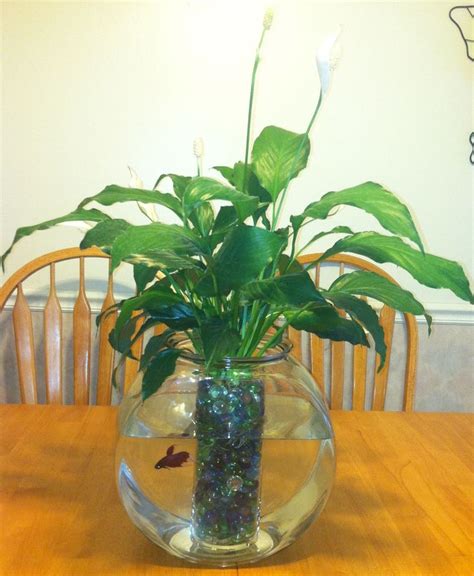 Peace lily plant/ betta fish :) My mom makes these all the time but she ...