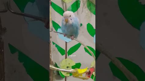 Cute chinese budgie ollie stretching a little bit after a big nap💕💖🐦 😴💤💤#shorts #youtubeshorts ...