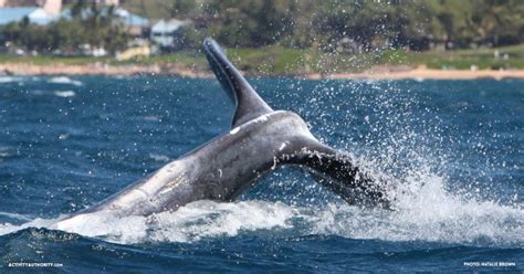 Lahaina Whale Watching Tickets | Discount on Maui whale watching