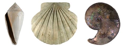 Phylum Mollusca - Digital Atlas of Ancient Life