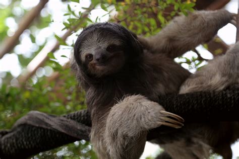 Brown-throated sloth (Bradypus variegatus) - ZooChat