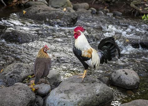 Hawaiian Feral Chickens : pics