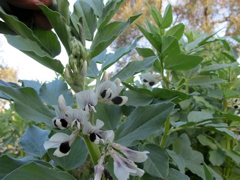 FLORA NEL SALENTO e.. anche altrove: Vicia faba L.- Fabaceae - Fava