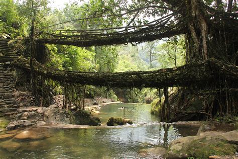 Tree shaping - Wikipedia, the free encyclopedia | Wow! | Scary bridges ...