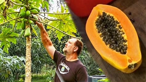 How to Grow Papaya at Home from Seed - YouTube