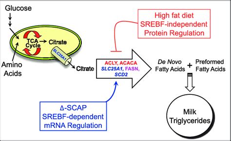 Model showing 2 mechanisms for regulation of fatty acid synthesis... | Download Scientific Diagram