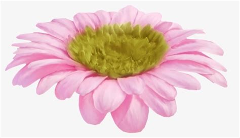 Barberton Daisy, HD Png Download , Transparent Png Image - PNGitem