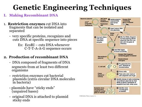 13 genetic engineering bw