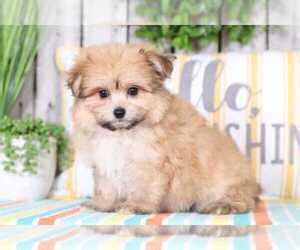 View Ad: Pom-Shi Puppy for Sale near Indiana, GOSHEN, USA. ADN-61767