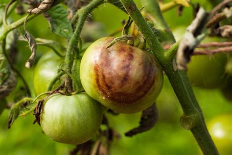 Tomato Blight: How to Spot, Treat & Prevent 3 Types of Blight