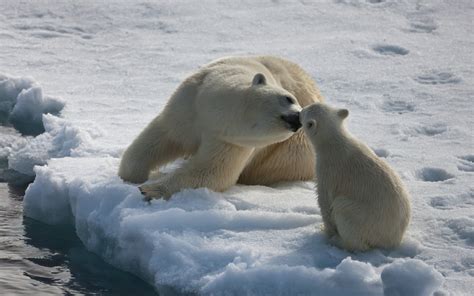 Two white polar bears, animals, nature, bears, baby animals HD wallpaper | Wallpaper Flare