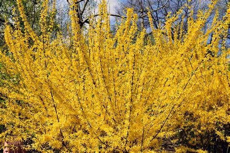 How to Grow and Care for Forsythia | Gardener’s Path