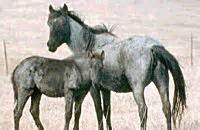 Nokota Horses