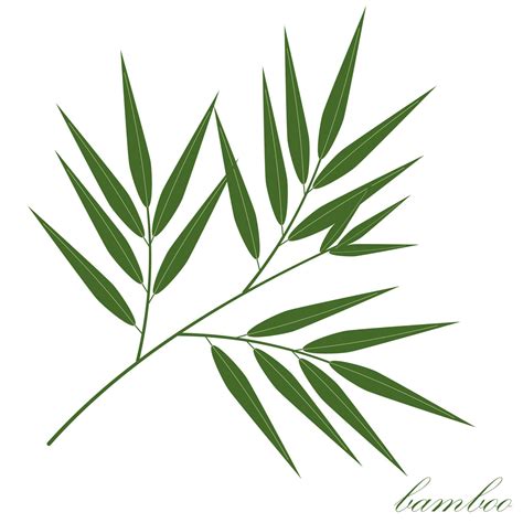 bamboo leaf color isolated vector illustration on white background 7017762 Vector Art at Vecteezy