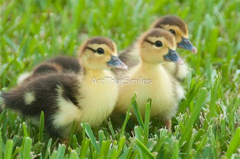 ""The Three Little Ducks"" by ArtThatSmiles | Redbubble