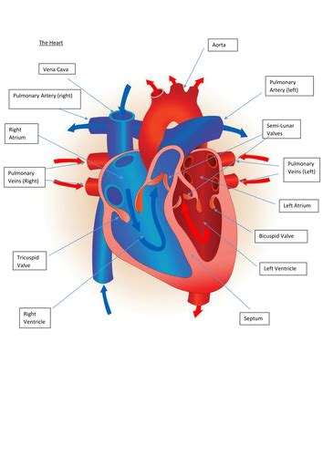 Edexcel New GCSE PE 9-1. Heart Diagrams. | Teaching Resources