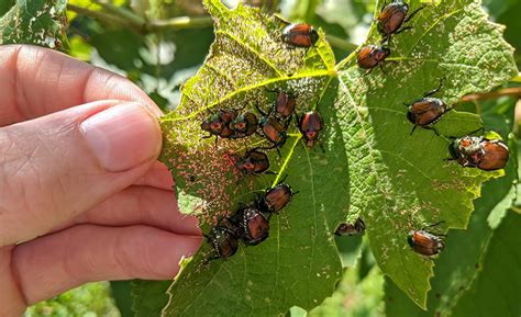 Control Bugs In Garden | Fasci Garden