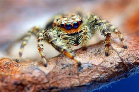 Do Jumping Spiders Bite? Facts You Should Know – Cool Pets Advice