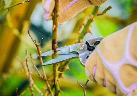 Rose tree pruning - when and how to prune roses