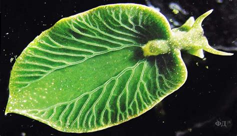 Слимак Elysia chlorotica | Sea slug, Slugs, Image of the day