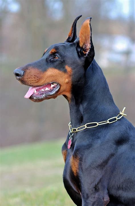 HD wallpaper: doberman, dog, dogs, pinscher | Wallpaper Flare