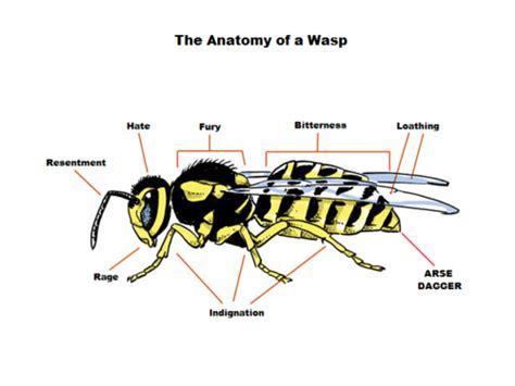 One For The Road: Anatomy of a Wasp