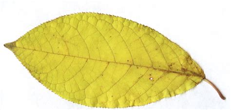 File:Prunus padus leaf fall colour.jpg
