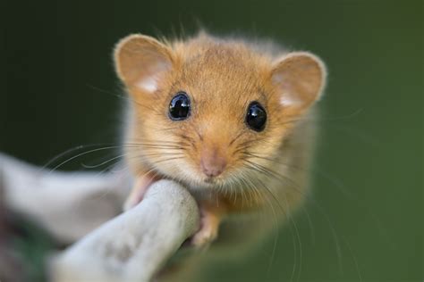 Guide to dormice: how to identify, facts about the species and ...