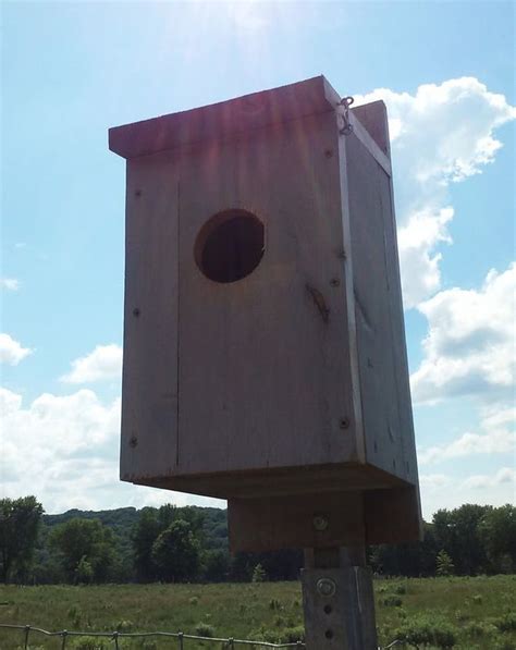 American Kestrel Nest Boxes - Megan Betcher