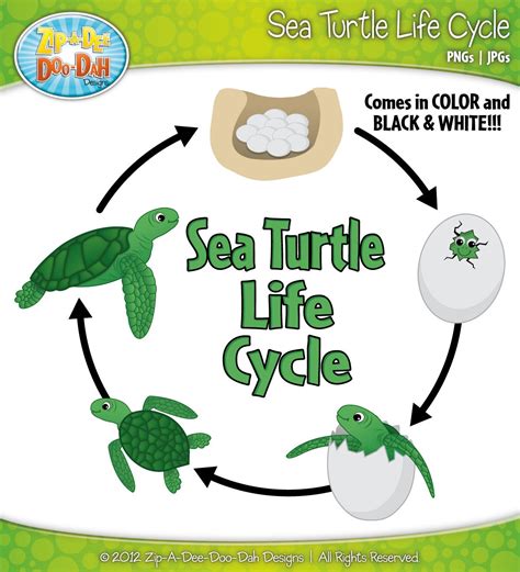 Sea Turtle Life Cycle Clipart Set Includes by ZipADeeDooDahDesign