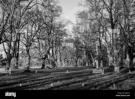 a black and white photography of a mystical forest Stock Photo - Alamy