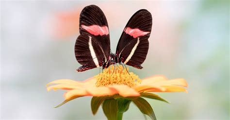 Discover the 5 of the 10 Different Types of Butterfly - AZ Animals