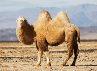 Animals - Takla makan Desert