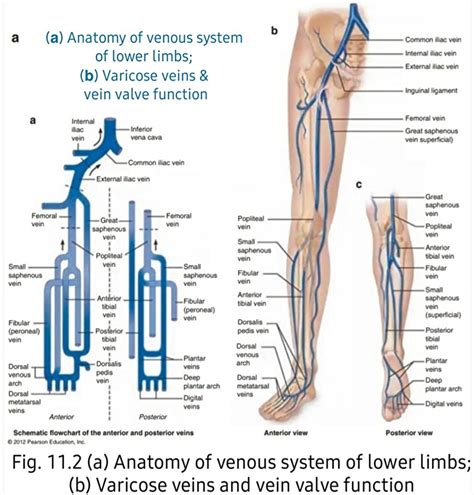 Veins Diagram