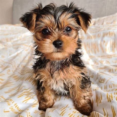 Teacup yorkie puppies for sale – Artofit