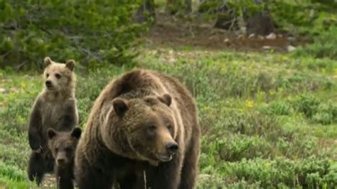 Judge restores protections for grizzly bears, blocking hunts | KUTV