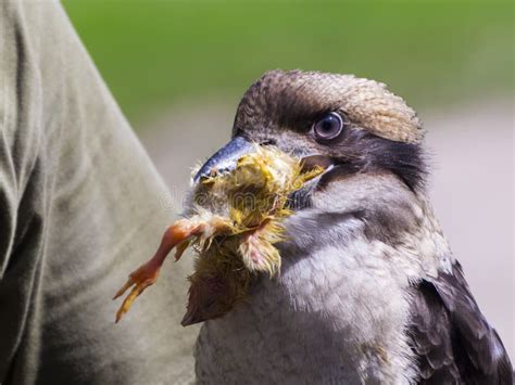 Laughing Kookaburra Eating a Chick at a Bird Show Stock Image - Image ...