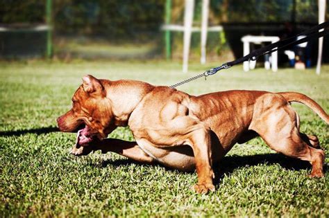 TOP 10 BEST FIGHTING DOGS IN THE WORLD 2017