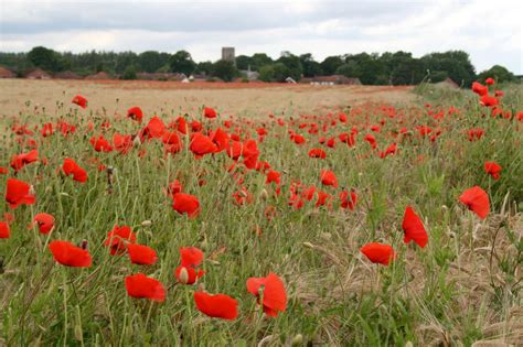 Veterans Day Poppies | HGTV