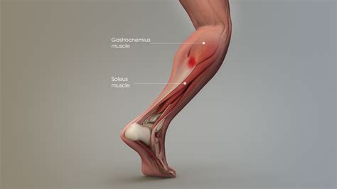 Tennis Leg-SAG - Scientific Animations